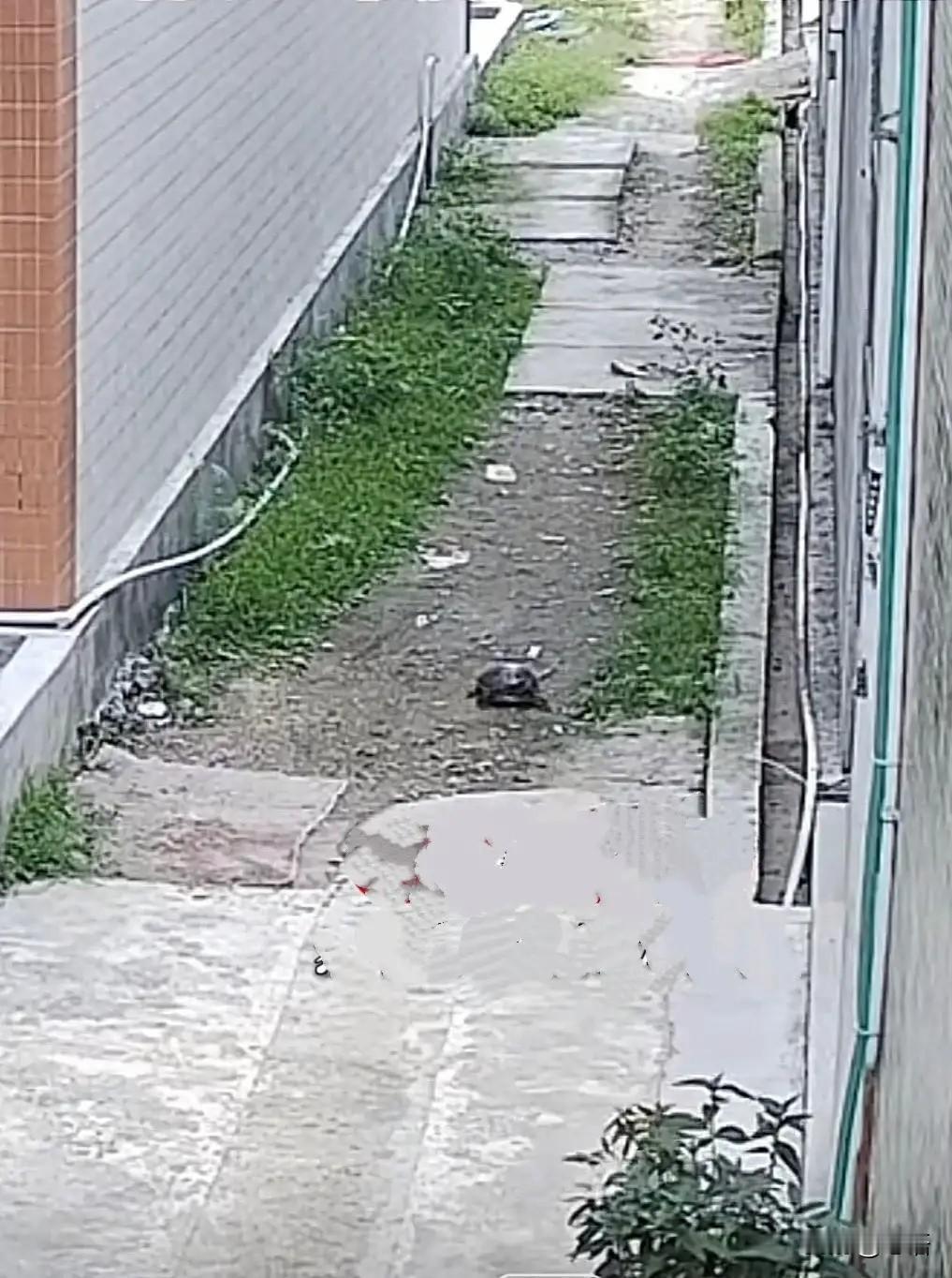 近日广东汕头，一处闲置水塘因施工改造，一只常被居民投喂的乌龟无家可归，竟跨越障碍