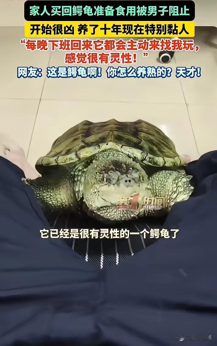 这下科学都解释不清了！广东佛山，家人买了一个鳄龟准备食用，男子不忍，看到后就拦下