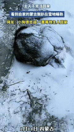 泪目！内蒙古，一主人干完活回家，发现自家蒙古獒竟睡在了门口雪地里，眼看积雪就要把