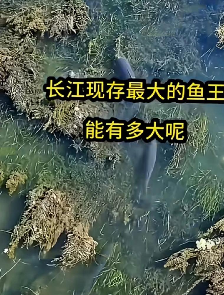长江的鱼有多大这个问题藏着长江的生态过往，也映着我们对母亲河的亏欠与弥补。很多