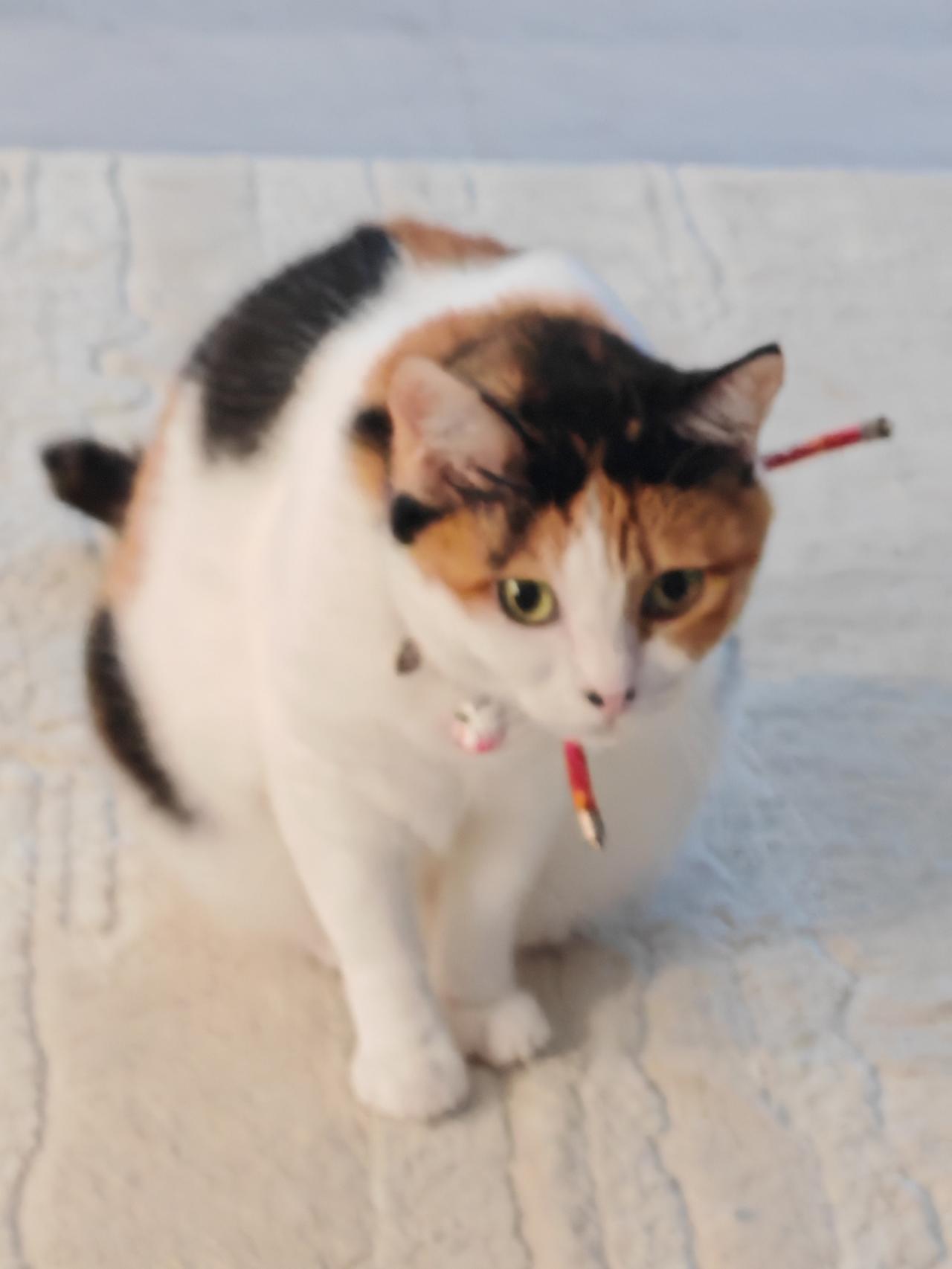 这猫还是挺聪明的，一早我去上班，它跑过来抱我的腿，一个劲地叫。一定是在讨要猫粮了
