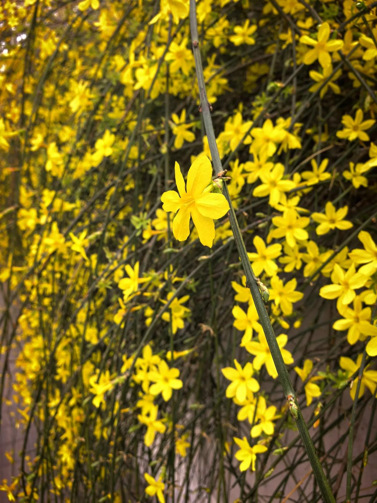 万物复苏，一切都是新的开始，把所有的糟心事与不愉快，都统统放下。其实生活最