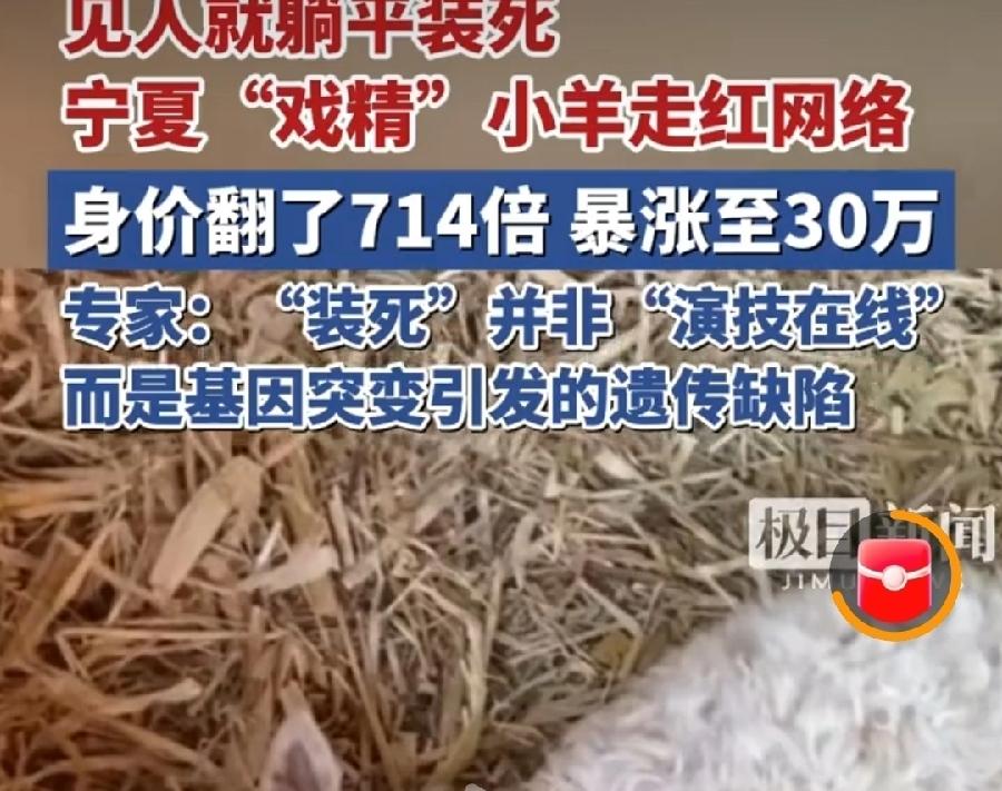 宁夏装死小羊身价暴涨至30万，太假了！也不知道谁出的钱？估计羊主人请的拖，故意炒
