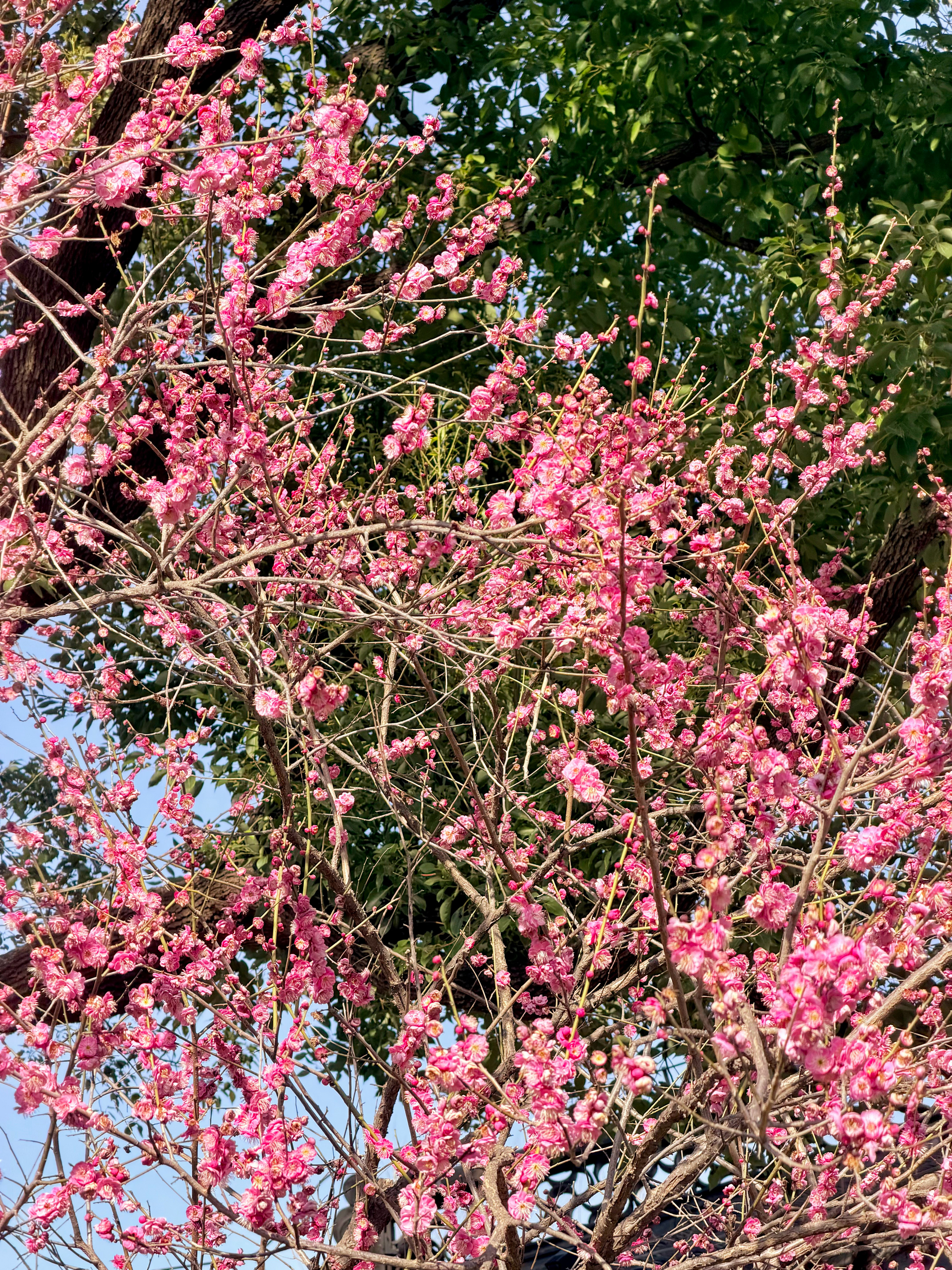 真没想到以前高中附近又乱又破的花鸟市场如今变成了大气优雅鸟语花香的中式庭院风商业