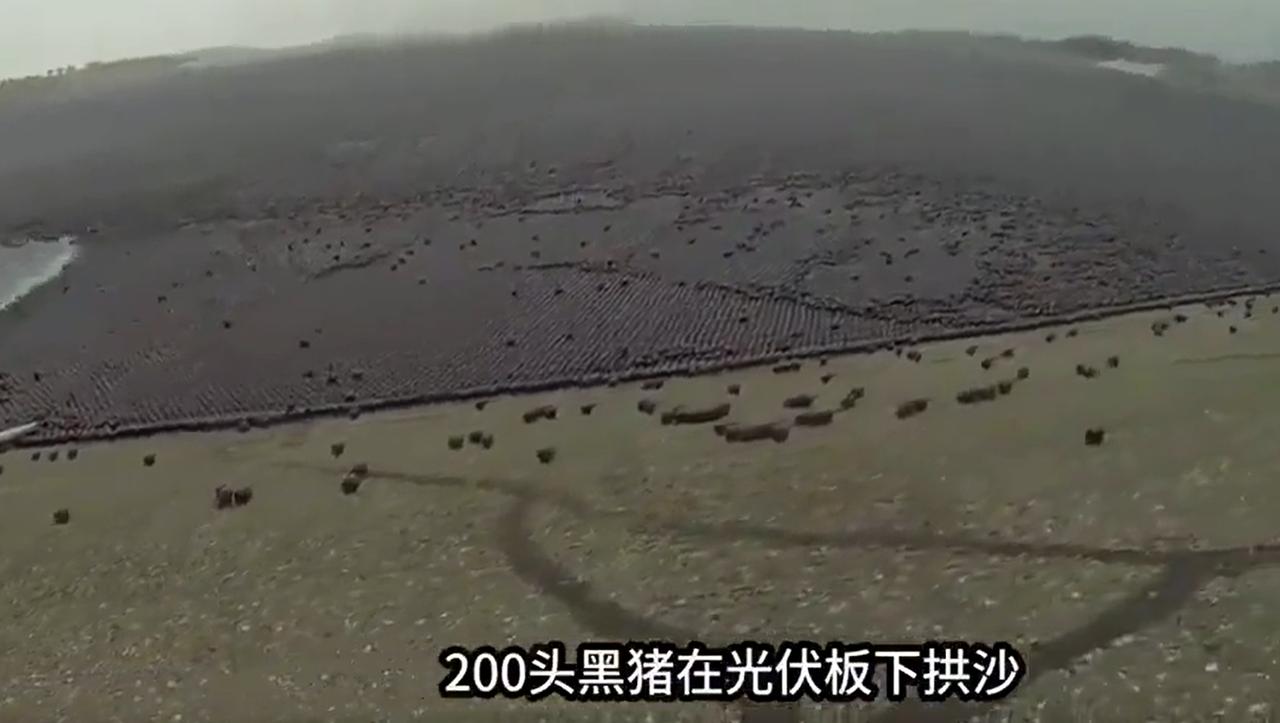 10万头黑猪，挺进沙漠。不过不是去玩的，而是带着任务的。任务就是，每天要