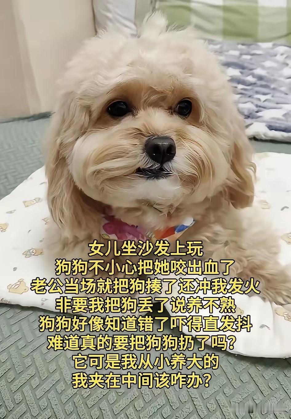 老公要把从小养大的小狗扔掉打算和他离婚了。事情是这样的，家里养的小狗和女儿争宠一