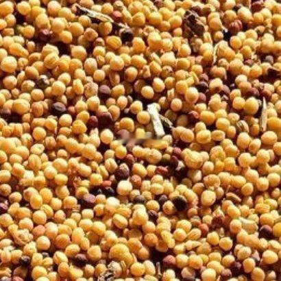 种油籽：1.选种整地：选高油高产的油菜籽、向日葵等品种，深耕土地，施足腐熟农家