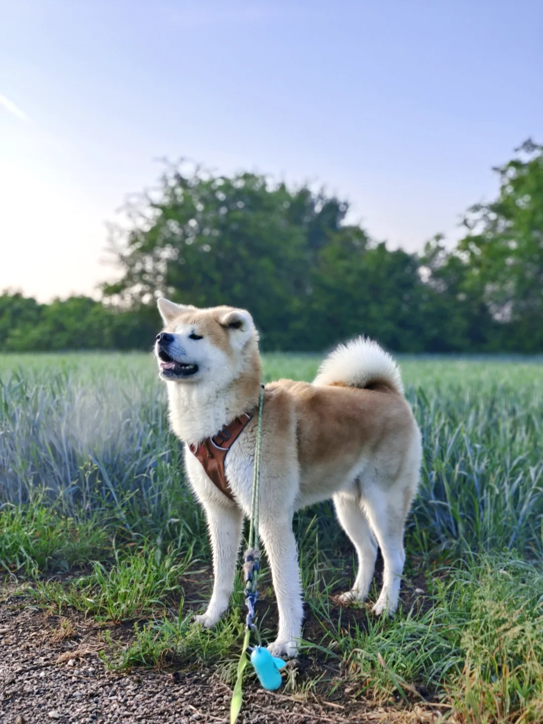 hi大狗