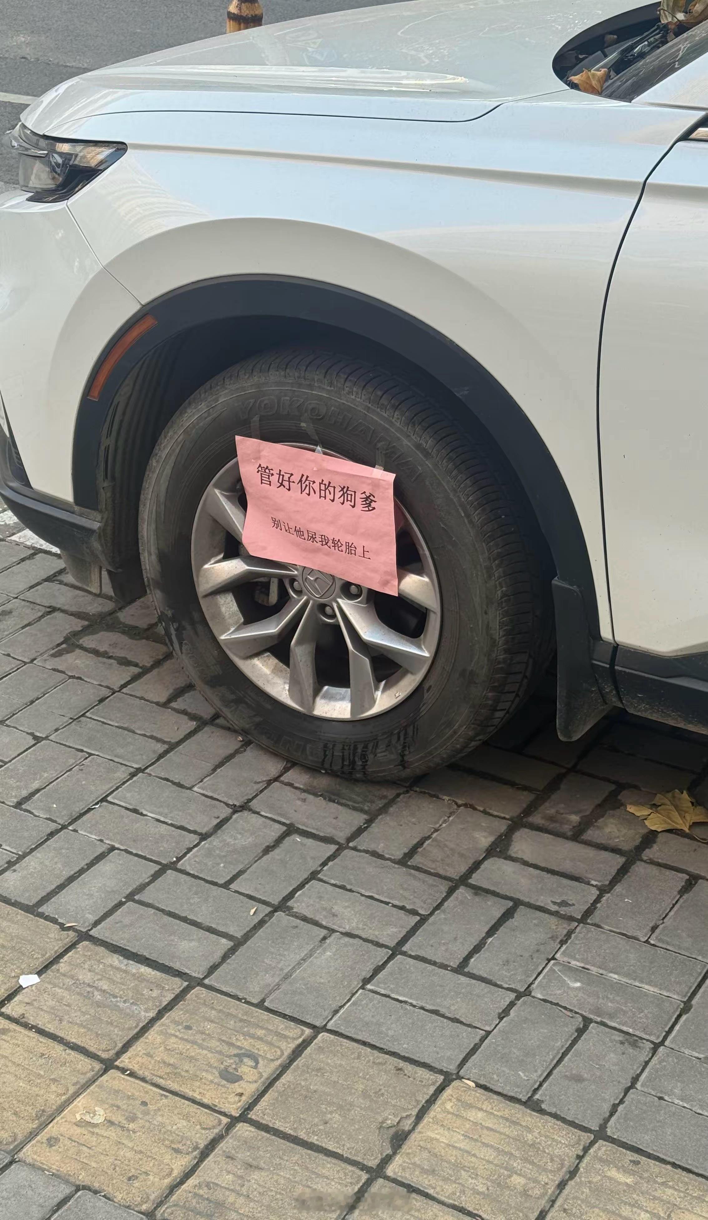 流浪狗无可奈何，牵狗还放纵让狗尿的简直cs！😡​​​