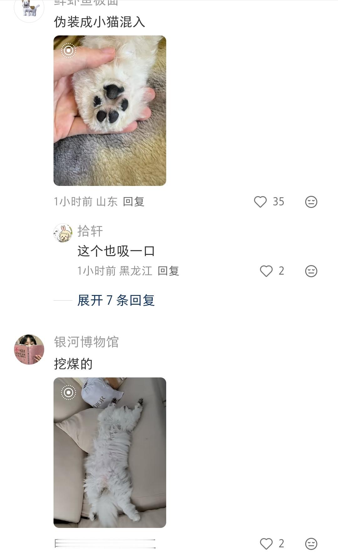 免费帮看小猫手相