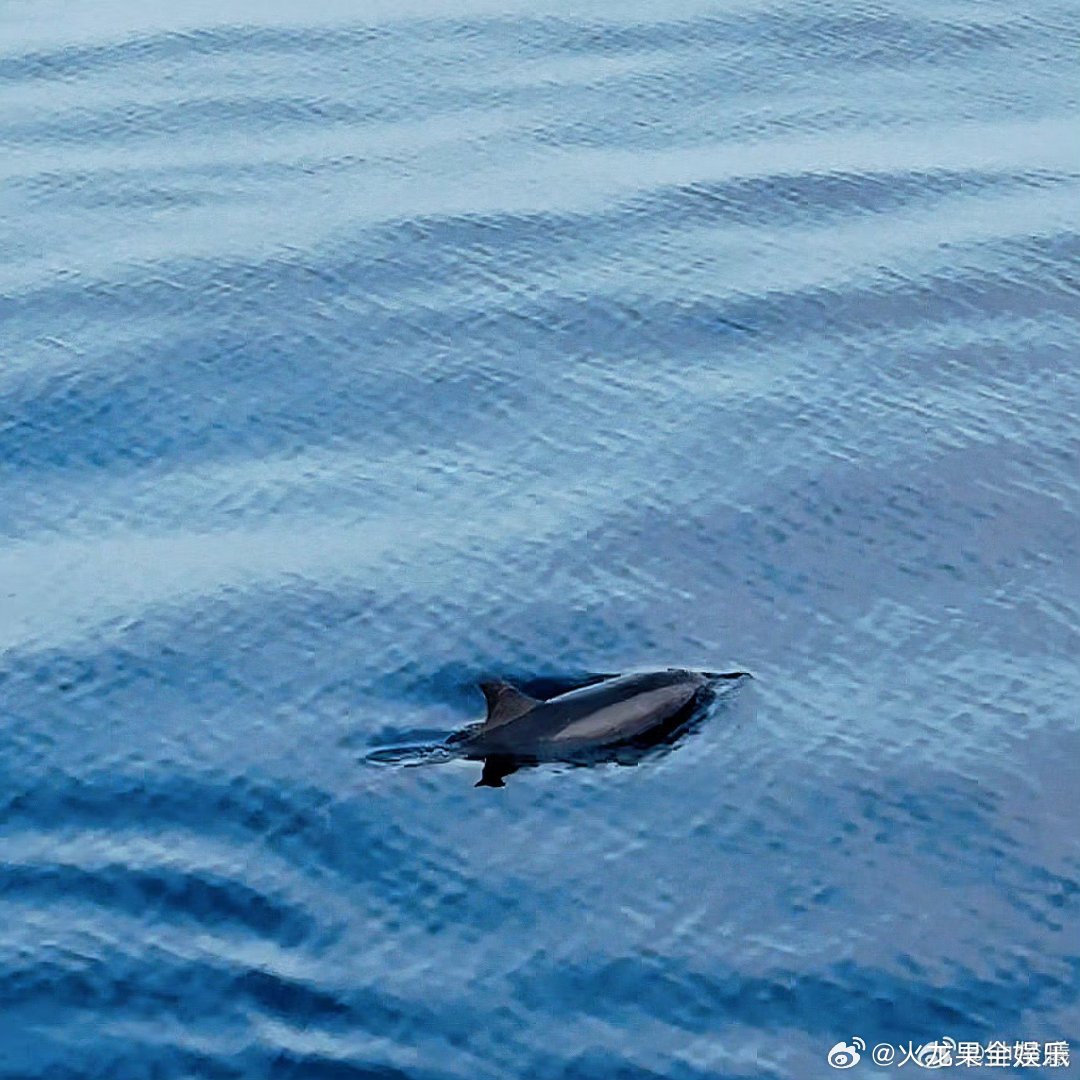 钟楚曦马尔代夫追到了海豚钟楚曦马尔代夫海边白裙照钟楚曦马尔代夫part3在海边