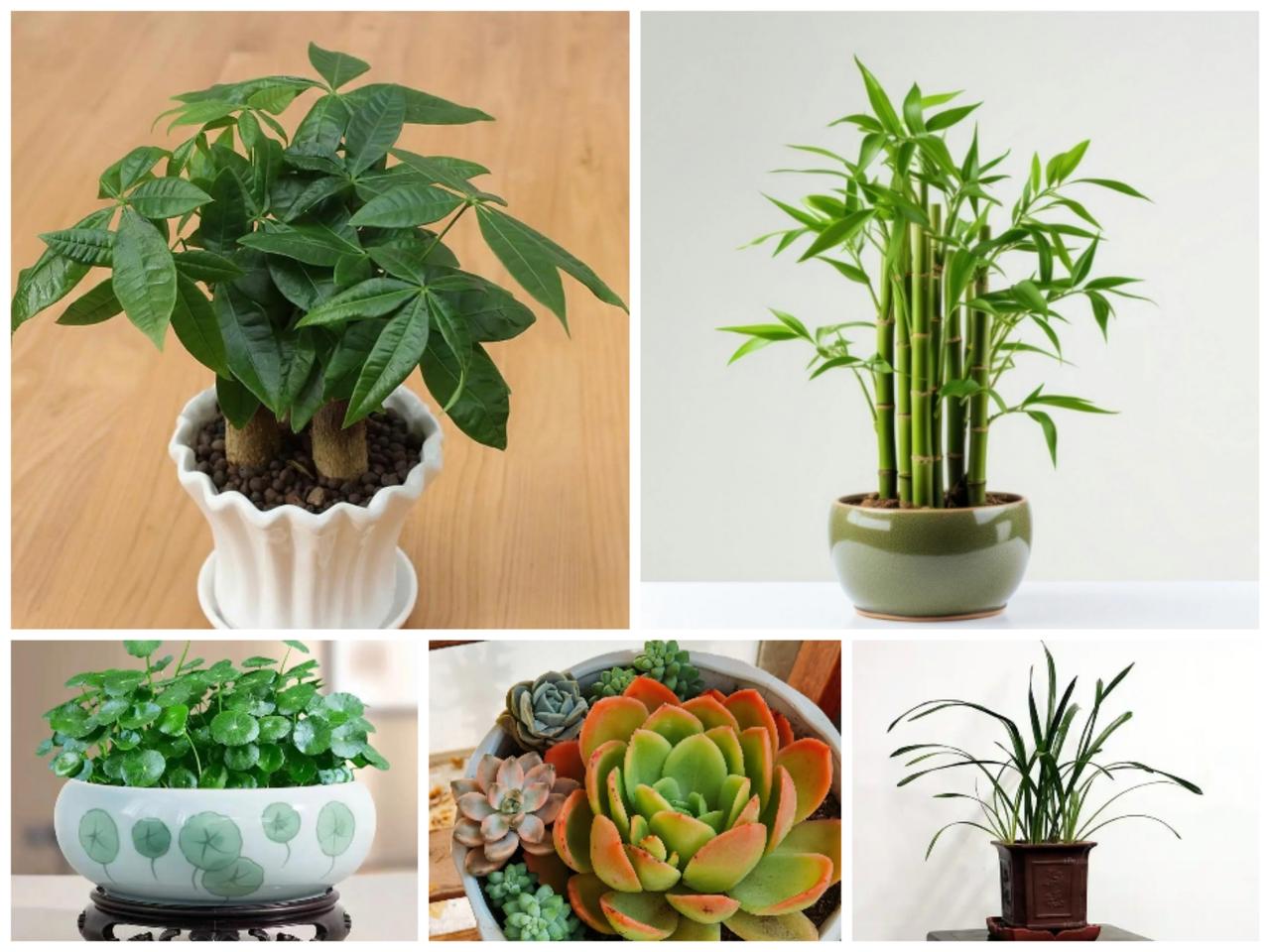 家里养啥最招财1、发财树——名字吉利，叶子圆润，招财首选。2、金钱树——叶