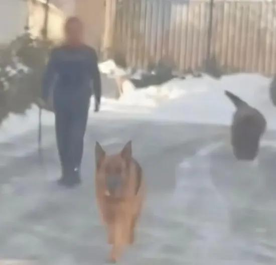 终于不用绕道走了！​大庆某小区里横行了数年的藏獒和它的“伙伴们”，终于要栓上绳