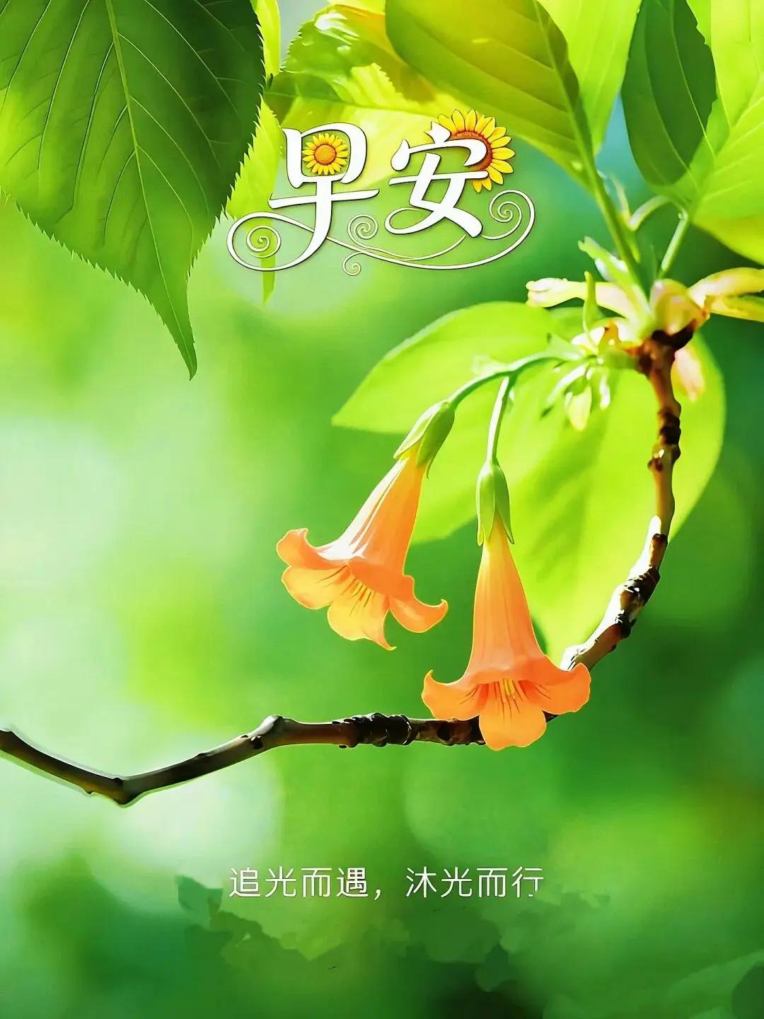 早安，阳光洒满的一天，追光而行，沐浴在温暖中。🌞🌸