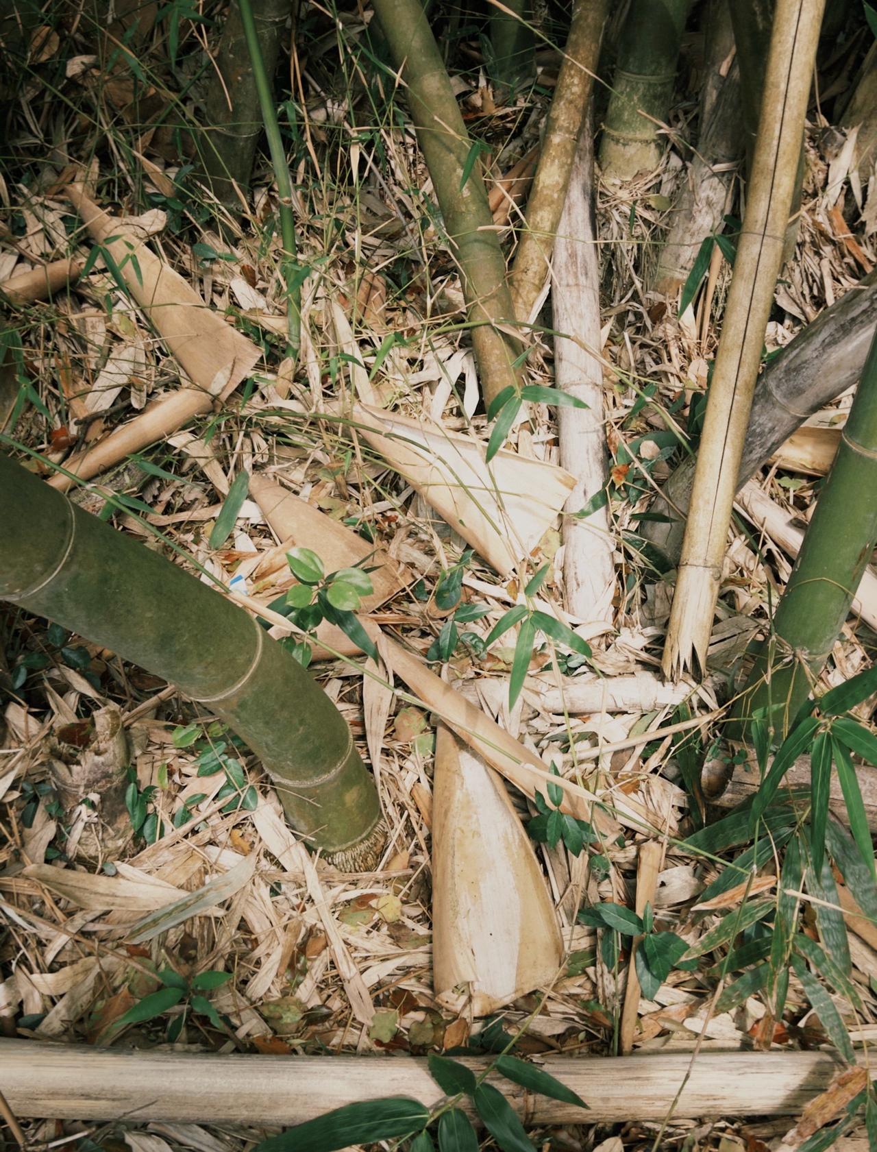 🌳一路上的风景美到让人窒息，空气清新得像是被大自然过滤过一样，瞬间治愈所有疲