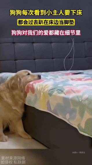 这只温柔的金毛总在小主人要下床时，第一时间趴在床边当“脚垫”——小主人刚爬
