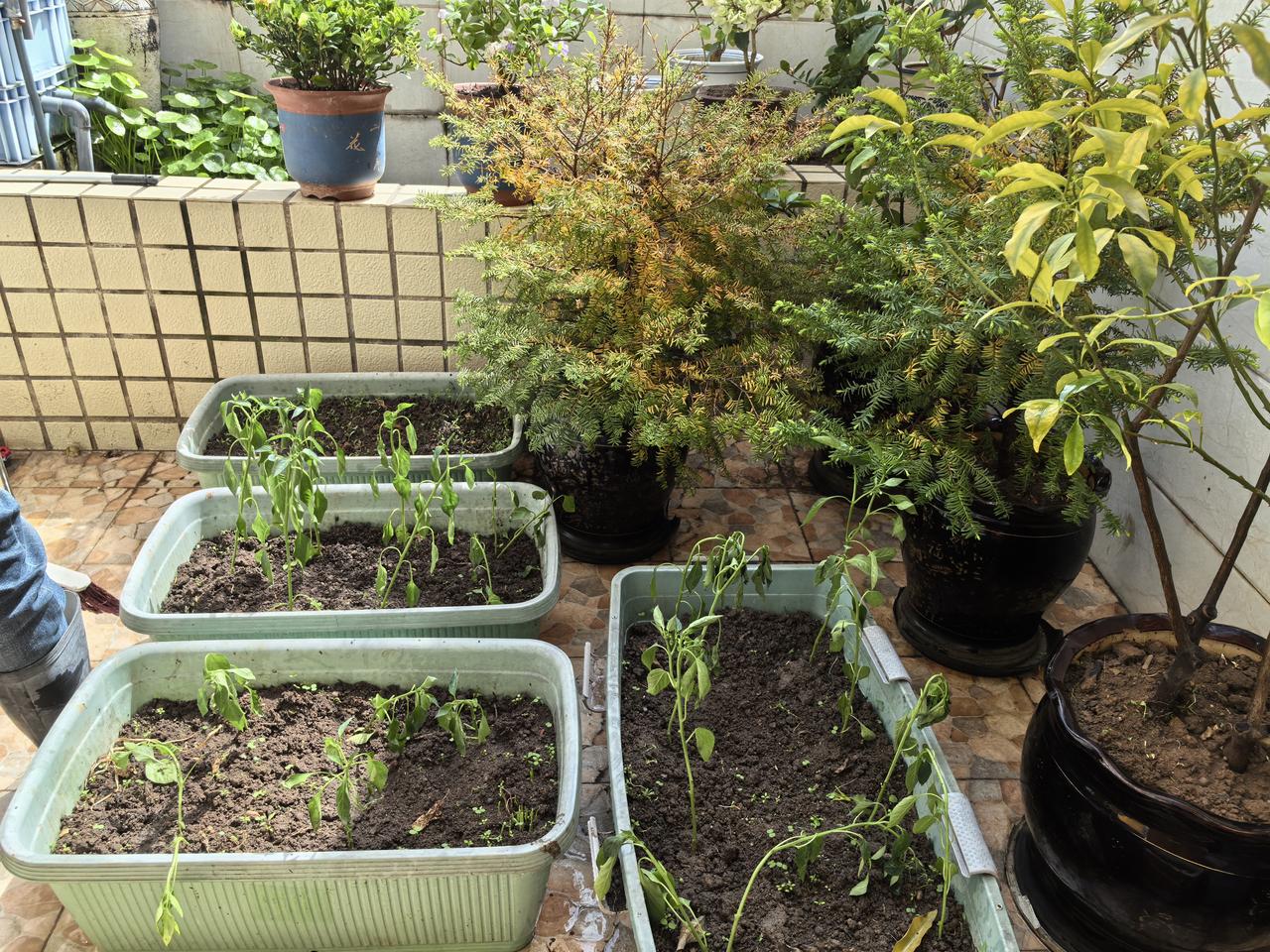 春天，适合播种。于是和伙计商量，谁都不许偷懒一起收拾整理露台的小花园。买