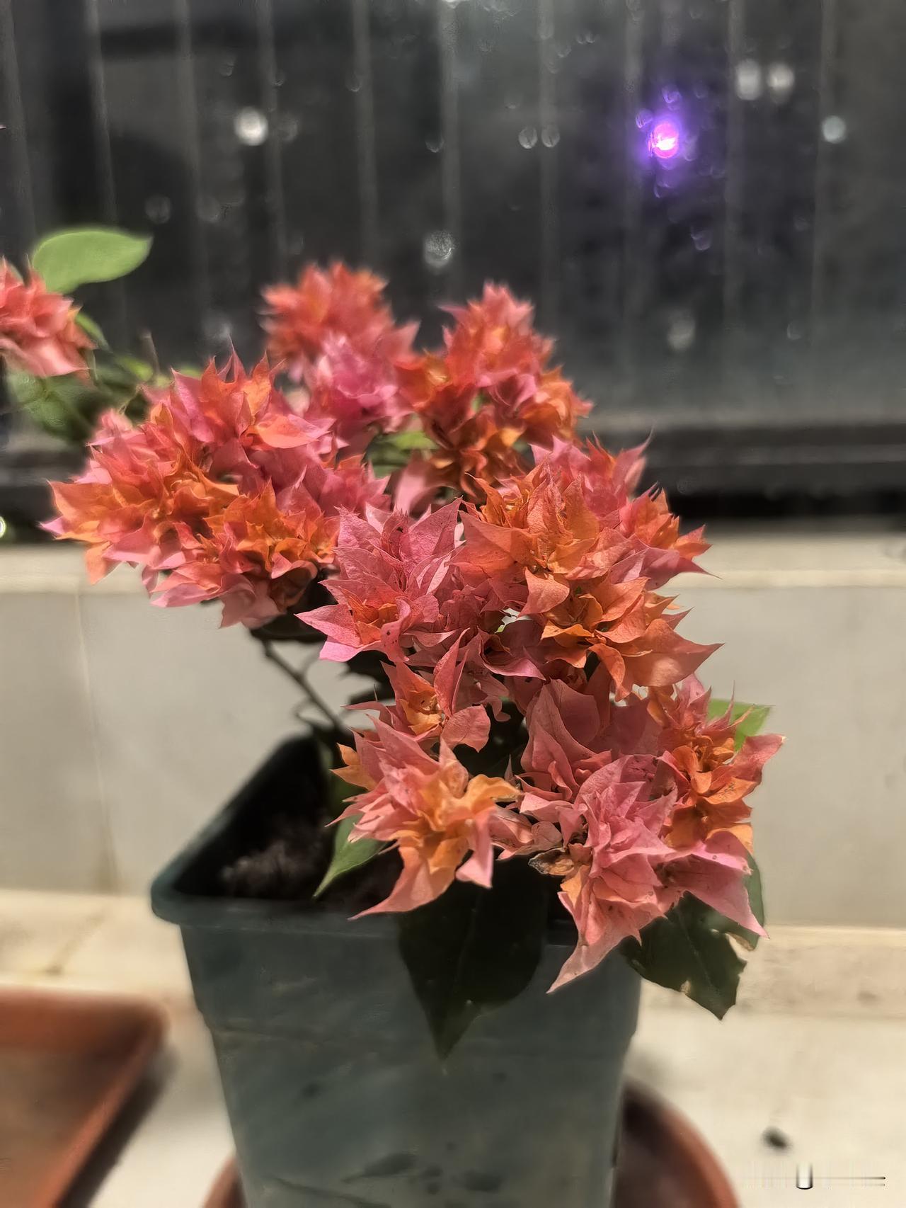 前天发了一条淘汰赢弱三角梅的动态，有花友问：“在哪？”其实在发文前，这几棵就