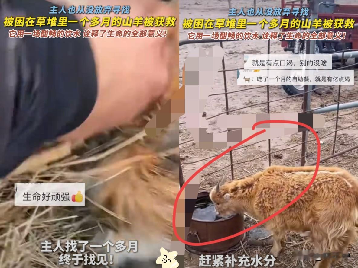 谁能信啊！呼伦贝尔女牧民丢了的羊，在没水的干草堆里硬生生扛了一个月！