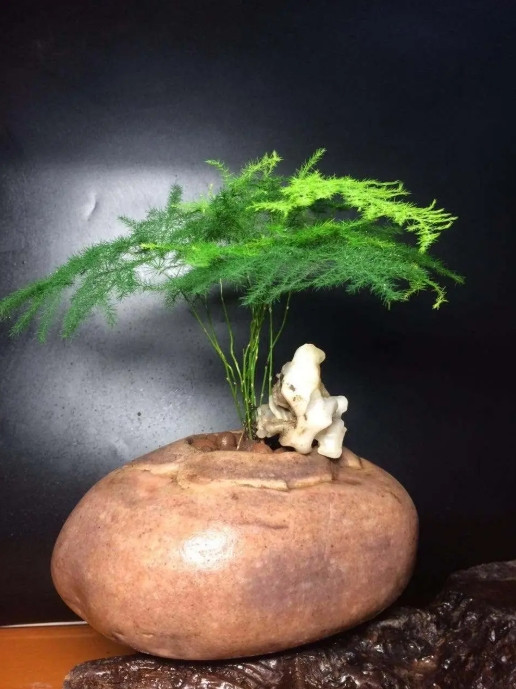 文竹养护指南：手残党也能养出绿瀑布！超简单