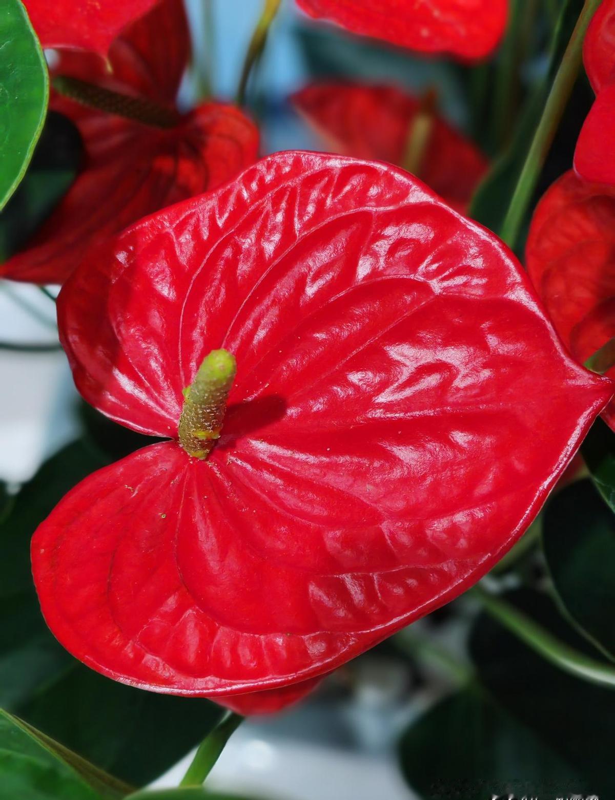 红掌不是花，是叶子在装腔作势。那抹红，是苞片撑起的戏台，中间黄柱子才是真花，密