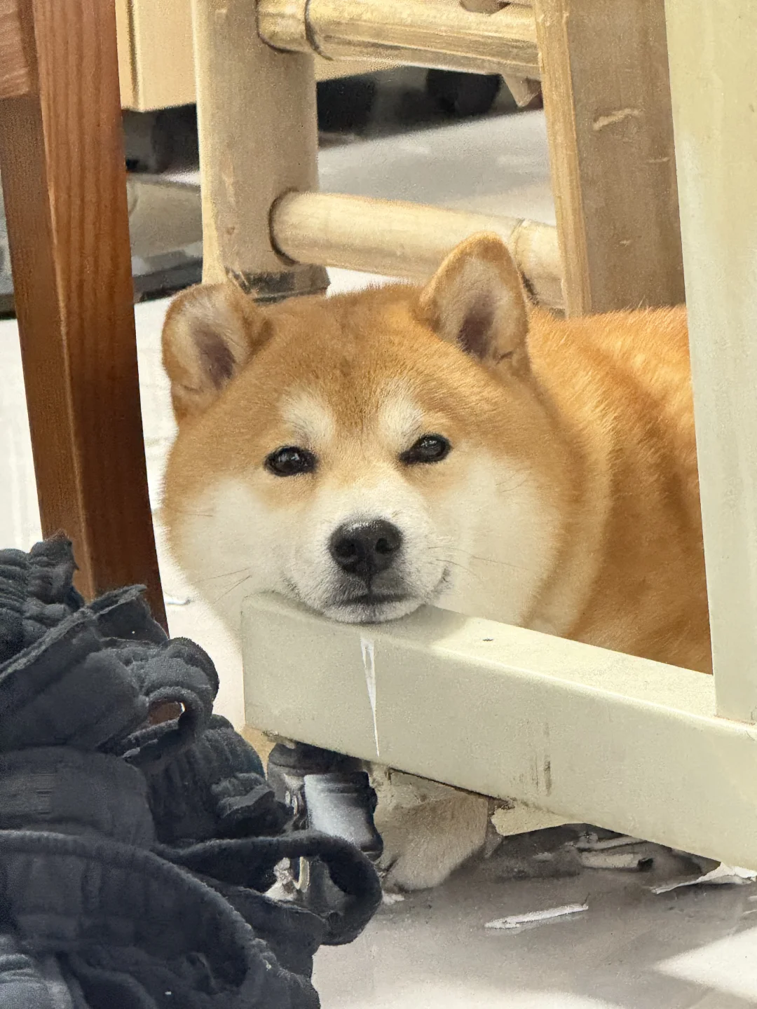 第一次从狗脸上看到了眉清目秀