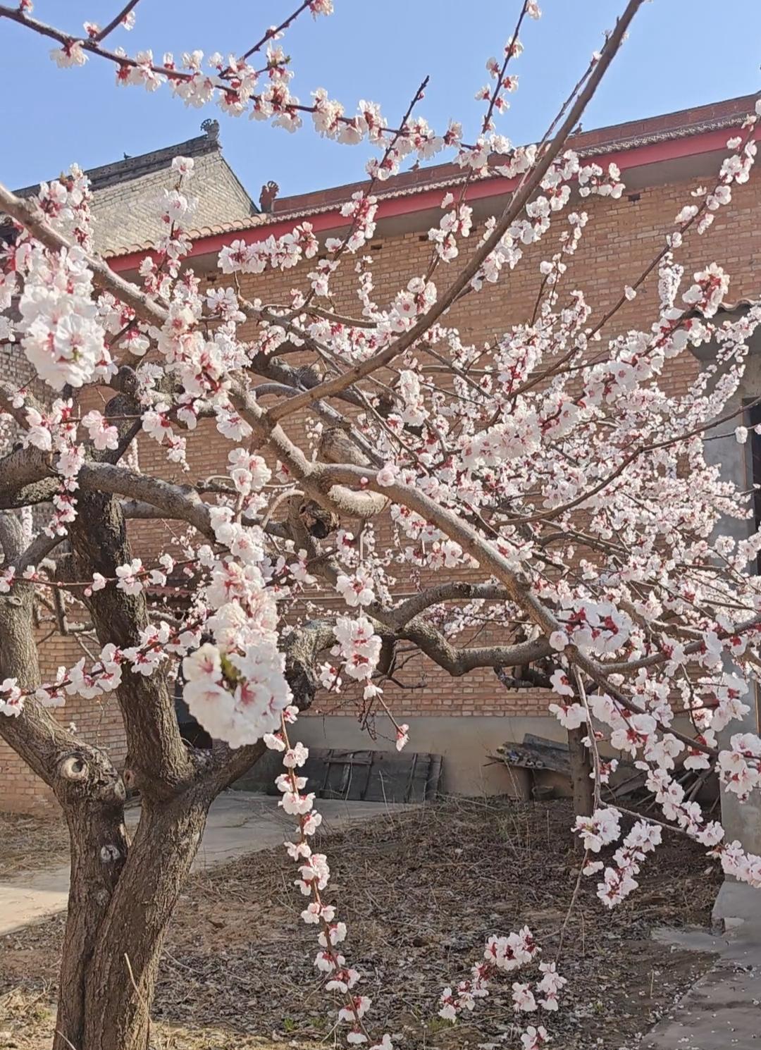有没有漂亮的花朵图片吗去年今日此门中，人面桃花相映红。人面不知何处去，桃花依旧笑