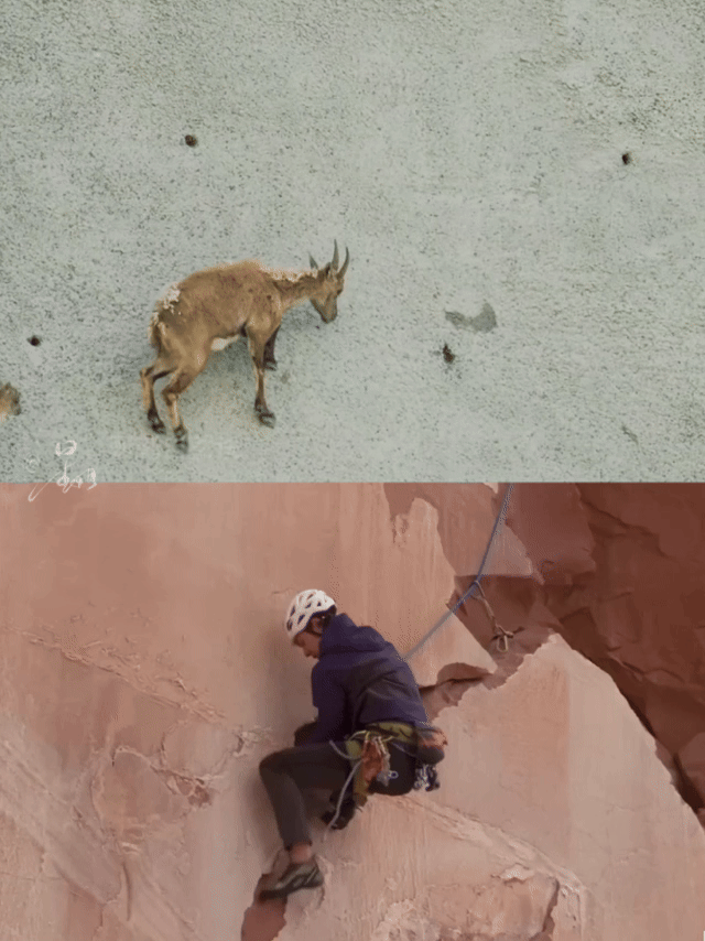 王一博不要刻板印象哈哈哈哈网友：岩羊，王一博：不要刻板印象