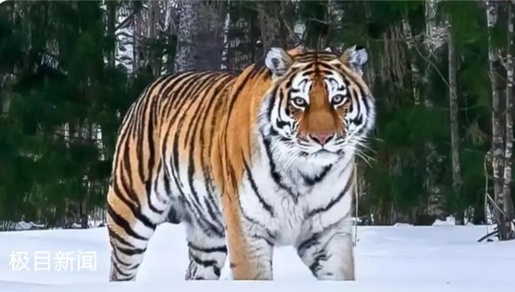 一只老虎的死亡，为何能掀起一场关于责任与信任的风波？故事的主角，是一只名叫“小独