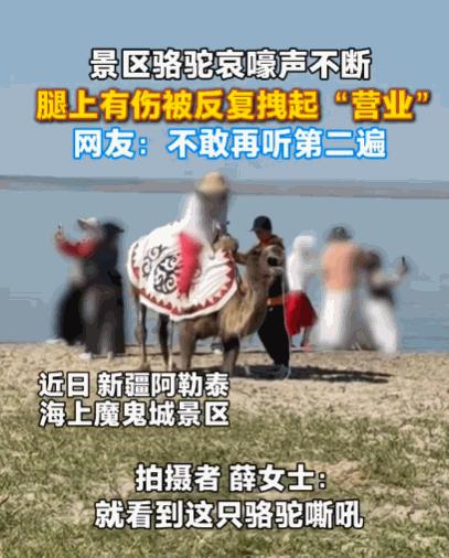 太没人性了！6月17日报道新疆阿勒泰，一女子正在游玩，突然听到骆驼哀嚎声。她循声