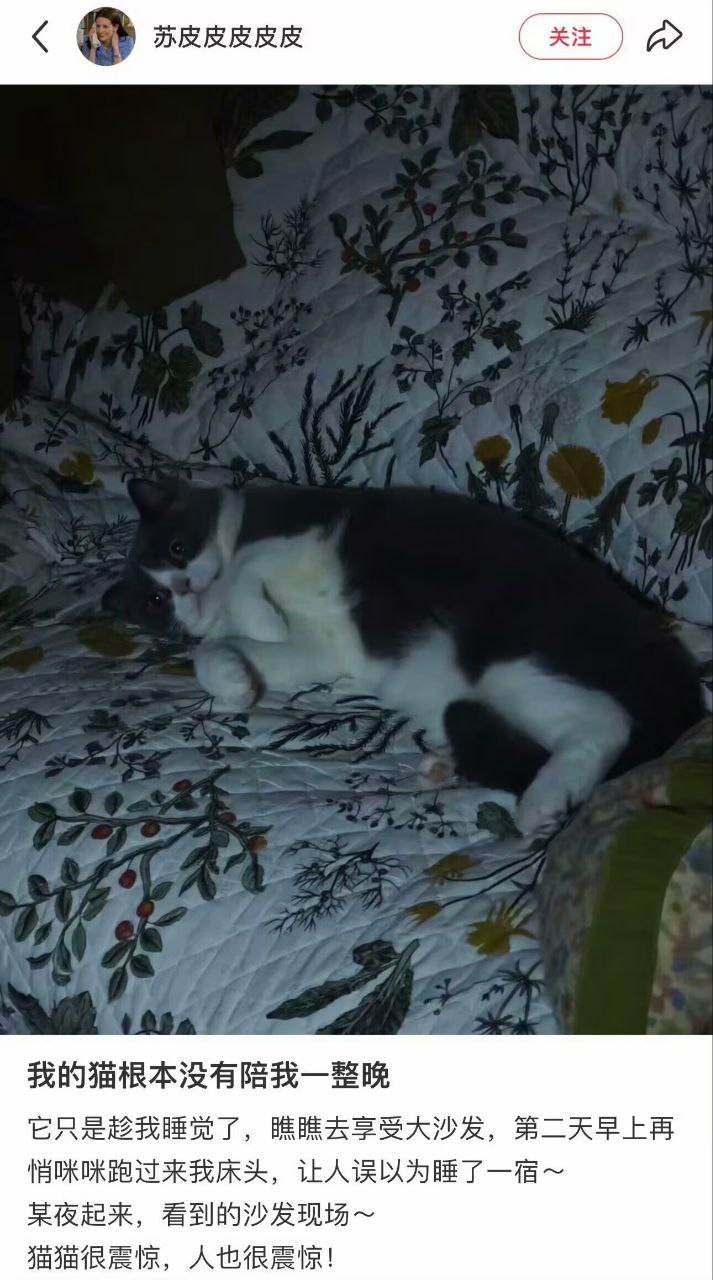 好狡猾的猫猫​​​
