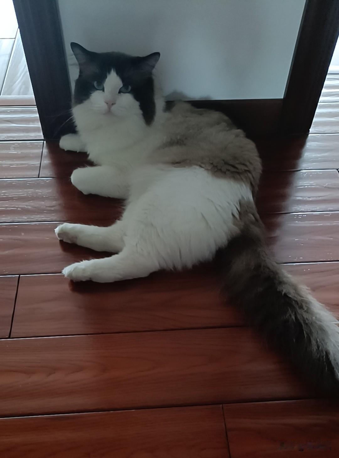 吓死我了，差点把儿子的猫给弄丢[汗][惊恐][惊恐]下去拿了几个快递，按指纹