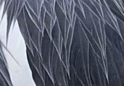 幽默孟子：时世纵横（148）公孙丑：夫子，有的网民在那儿说怪话，说你们既然这么