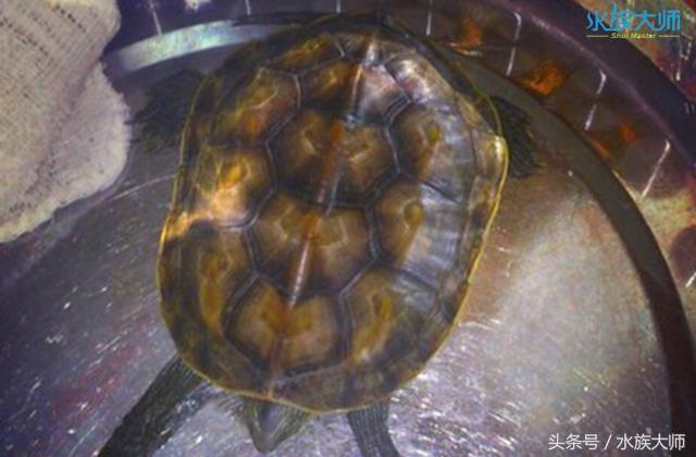 乌龟得了胃肠炎怎么办? 中药土方轻松解决