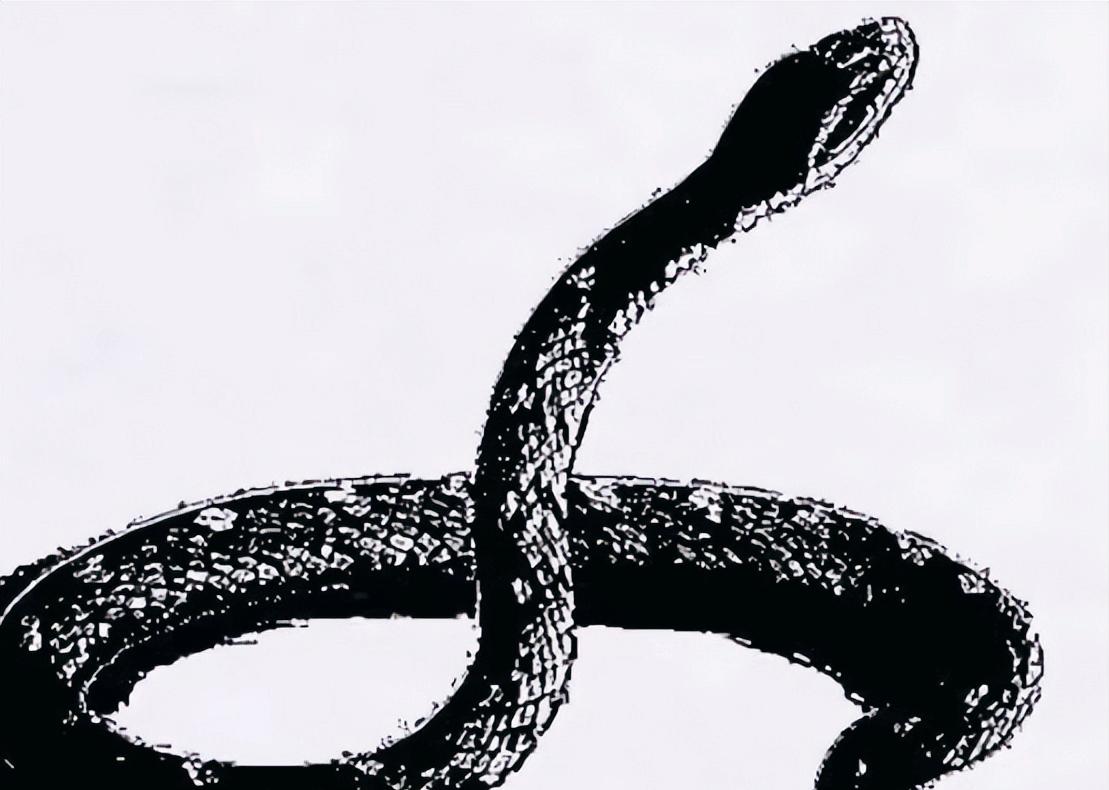 古时，山中有一棵千年何首乌，一条黑蛇每天在旁边修炼，好不容易修成人形后，脸上却黑