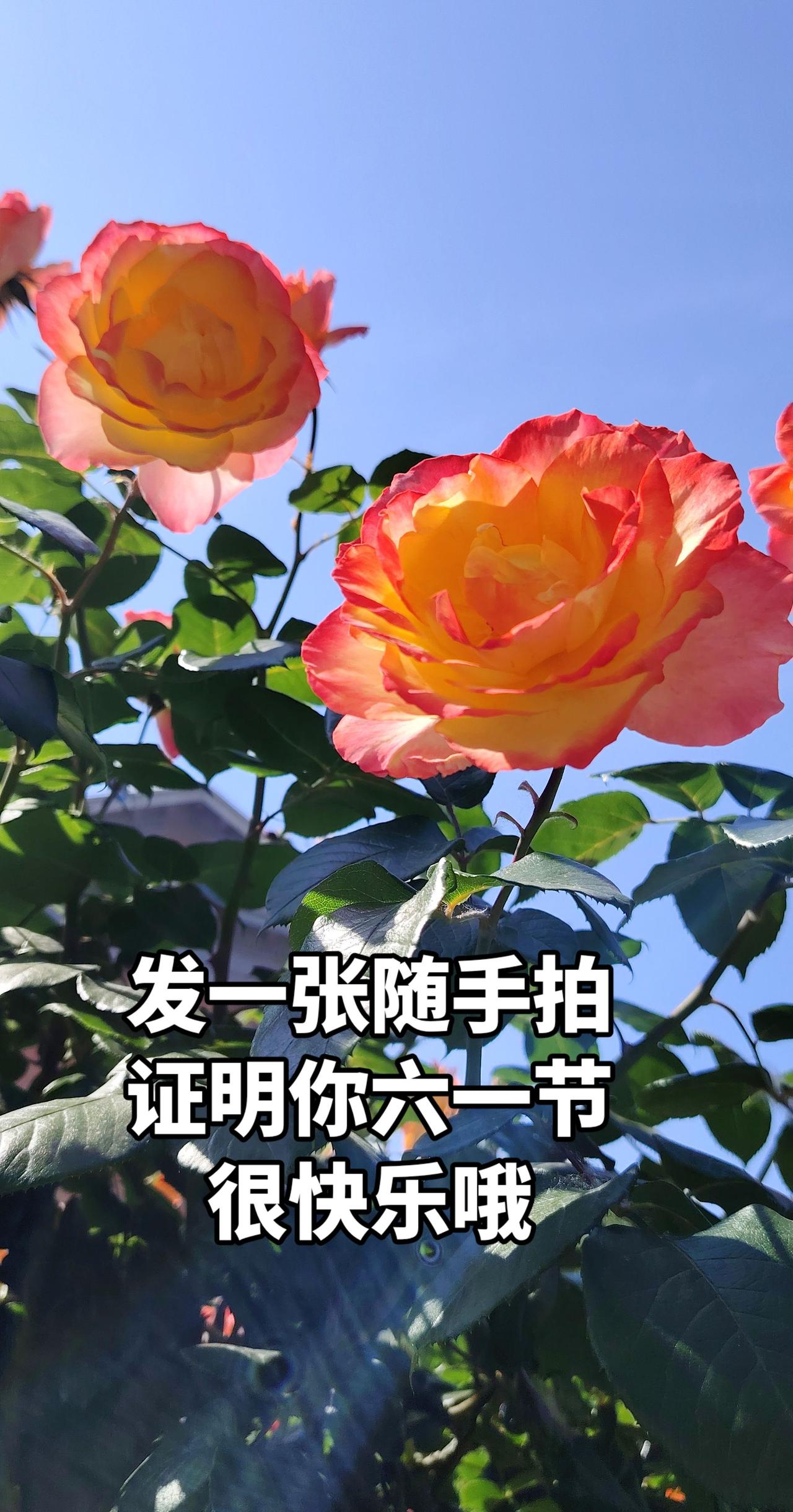 真实生活分享计划手机拍花分享与你欣赏手机随拍身边赏不完的美我的摄影日记，拍