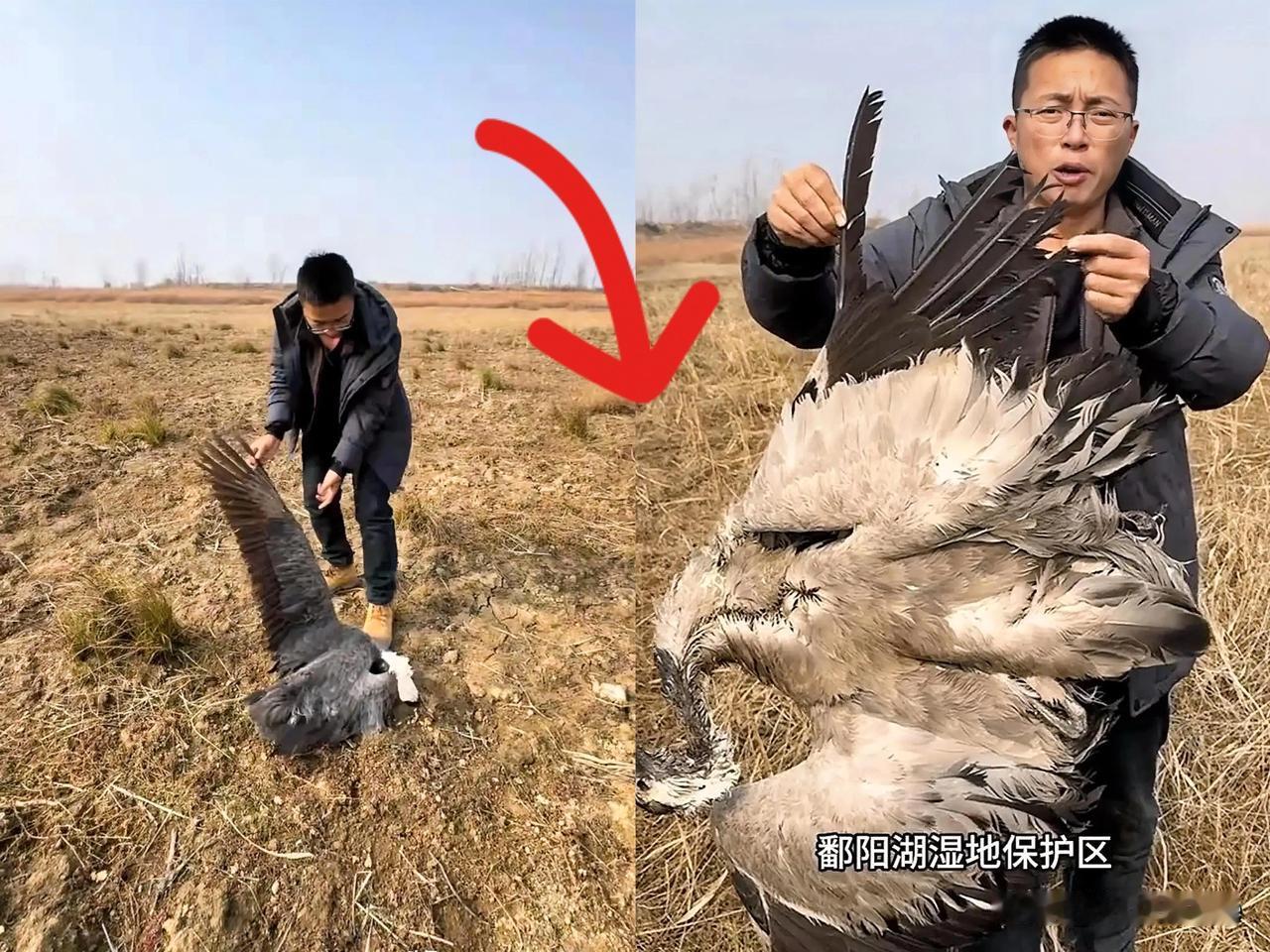 抓到了，鄱阳湖投毒案嫌疑人落网。百余只国家保护动物被毒害，5人被捕，其中4人约5