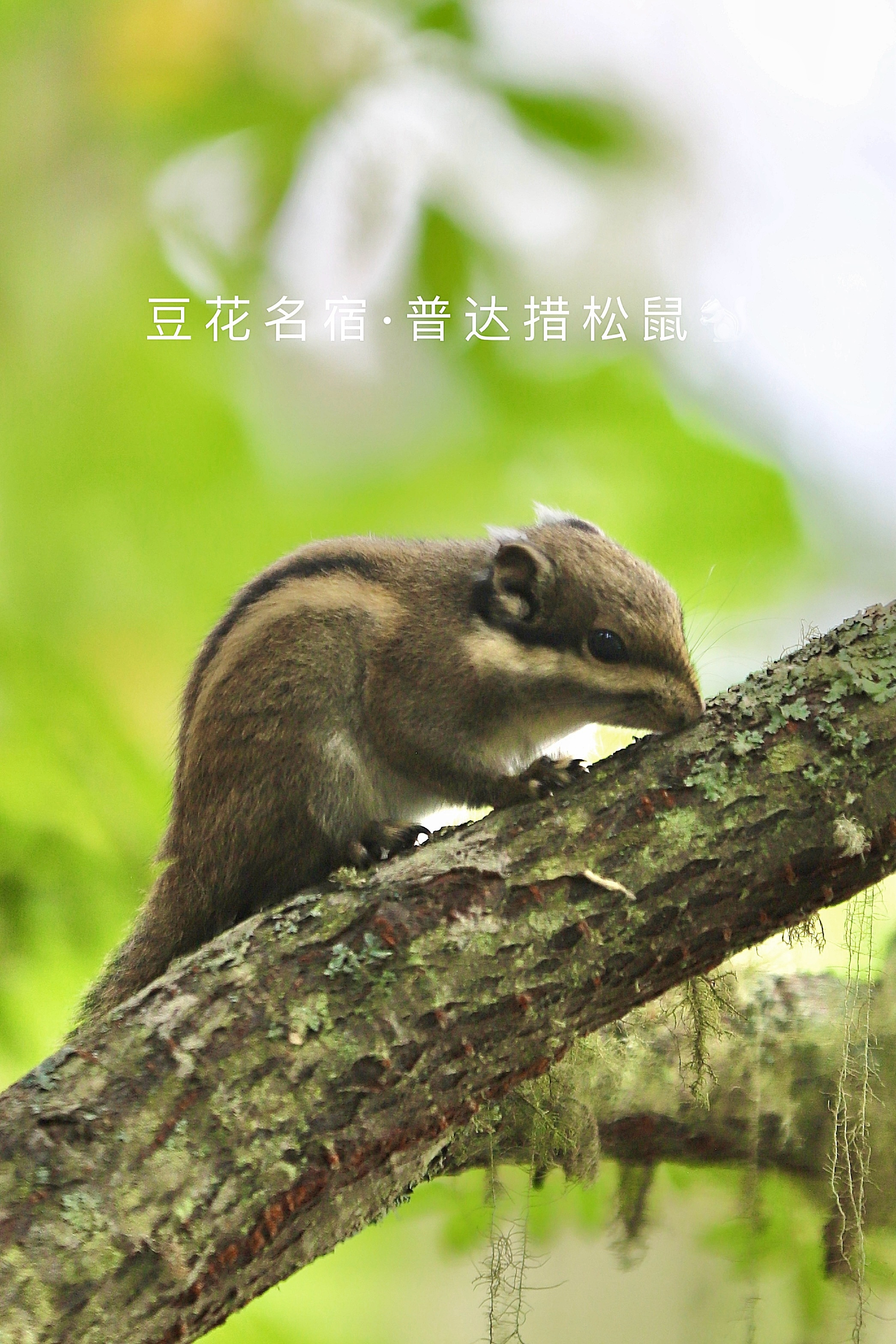 每次来到普达措的属都湖，最治愈我的不是这高原草甸湖泊森林的风景，而是穿梭草木之间