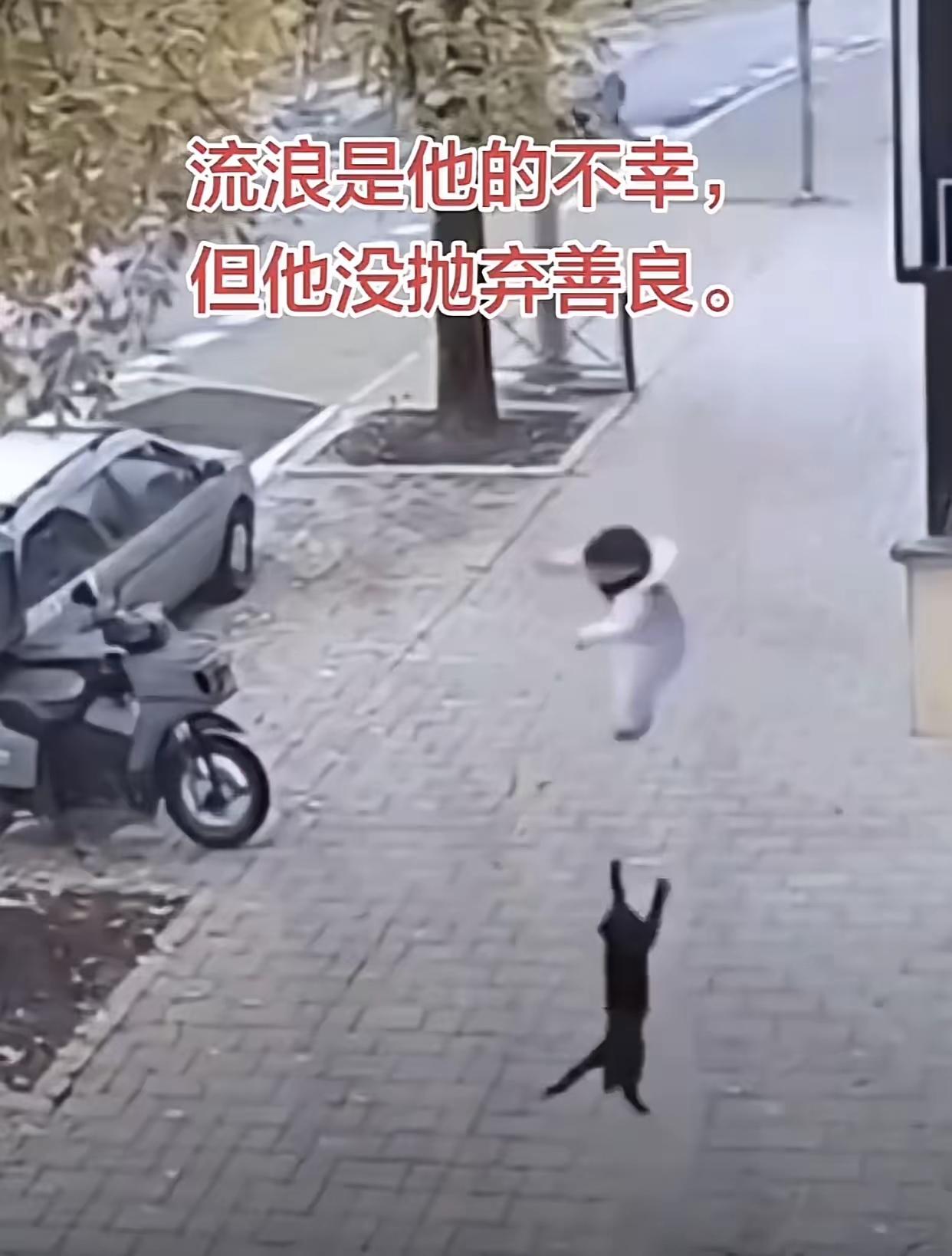 杭州一老小区里，小男孩从三楼窗台掉下来，千钧一发之际，楼下蹲着的流浪黑猫突然弓背