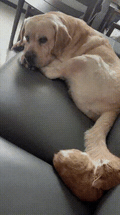 家人们快来看！我家这只拉布拉多大傻狗，跟小猫挤一个沙发，仗着自己块头大，拿那