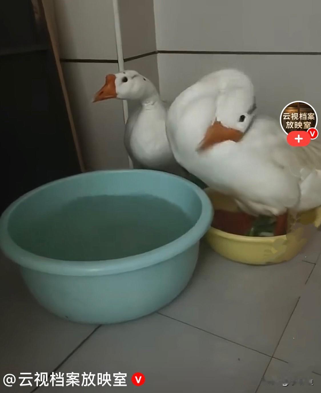 年过完了，一男子依依不舍的与家乡的父母告别，父母送给他两只漂亮的大白鹅补补身体，