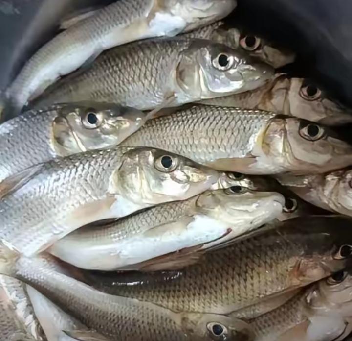 3月16日江西菜市场，一女子买鱼时特意要求摊主把鱼切小块、仔细挑净鱼骨，老板认认