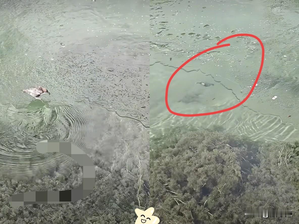 这鸟火到人民日报了！四川一游客去景区玩，发现水面结冰，刚准备拍照，突然发现一只鸟
