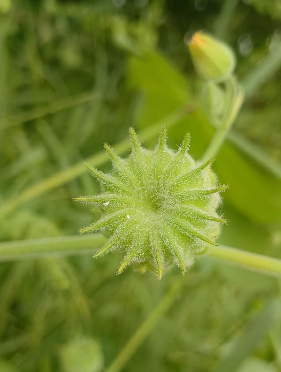 这种植物你们那里叫什么问了多少人了都不知道它的样子像莲花叶子椭圆形的比我