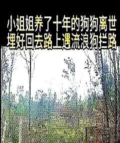 特别的缘分！一女孩养了10年的狗狗离世，埋好返回路上遇流浪狗拦路，然后带她去看