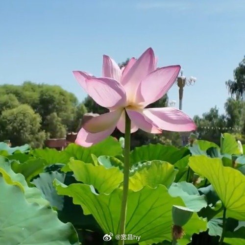 塔克拉玛干沙漠边开出百万株荷花沙漠奇观西安·华严寺
