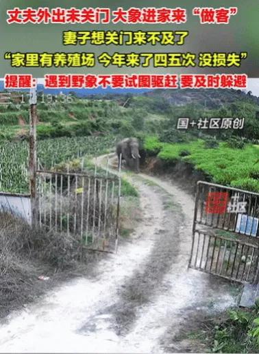 妻子在家带娃,丈夫出门忘关门,一头野象闯进院子,妻子第一反应拉围栏,没想到野象已