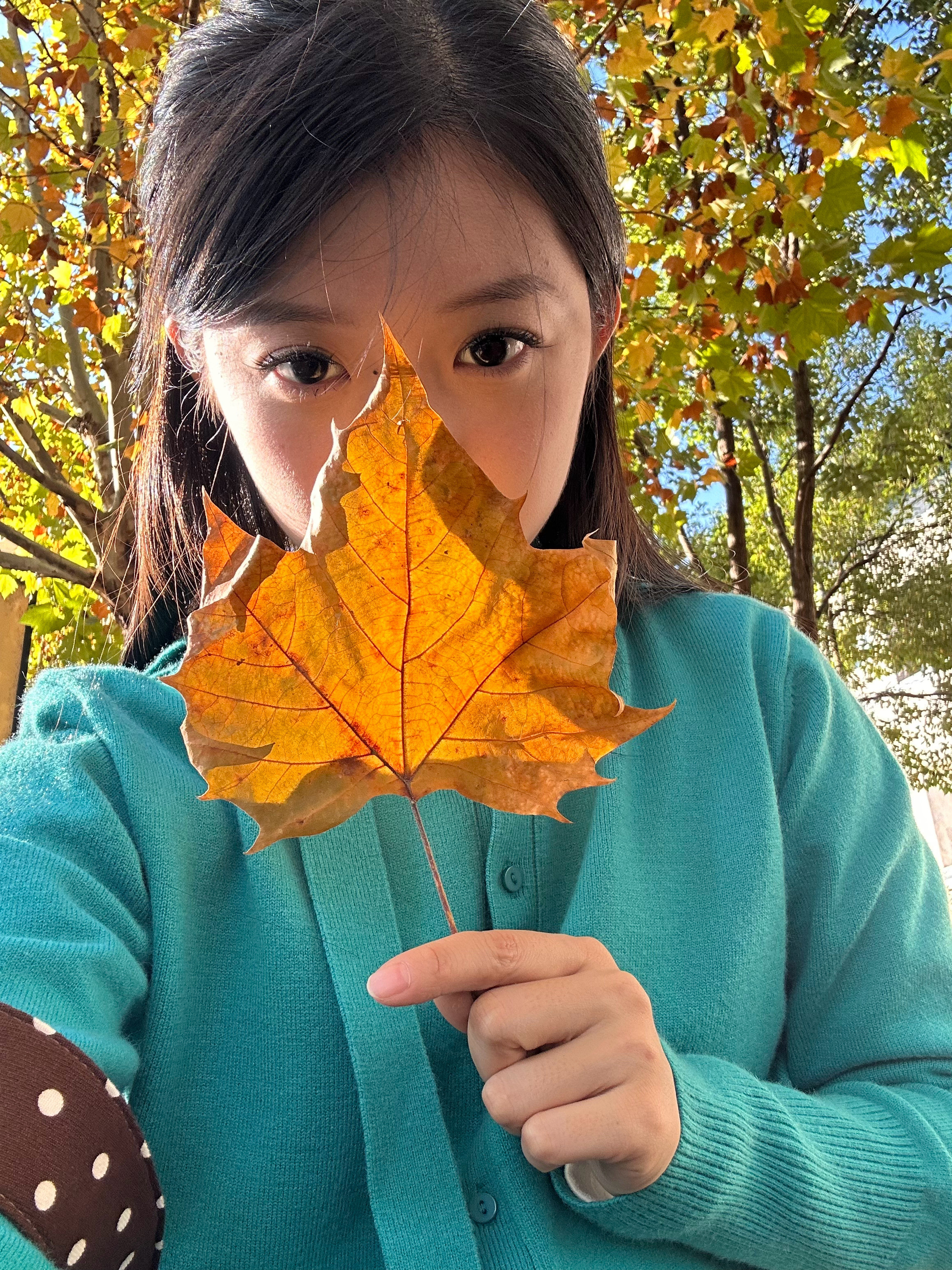 🍁➕🦊睫毛✌️