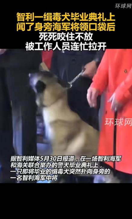 当地时间5月30日报道，智利一只缉毒犬在毕业典礼上闻了闻旁边海军将领的口袋，谁知
