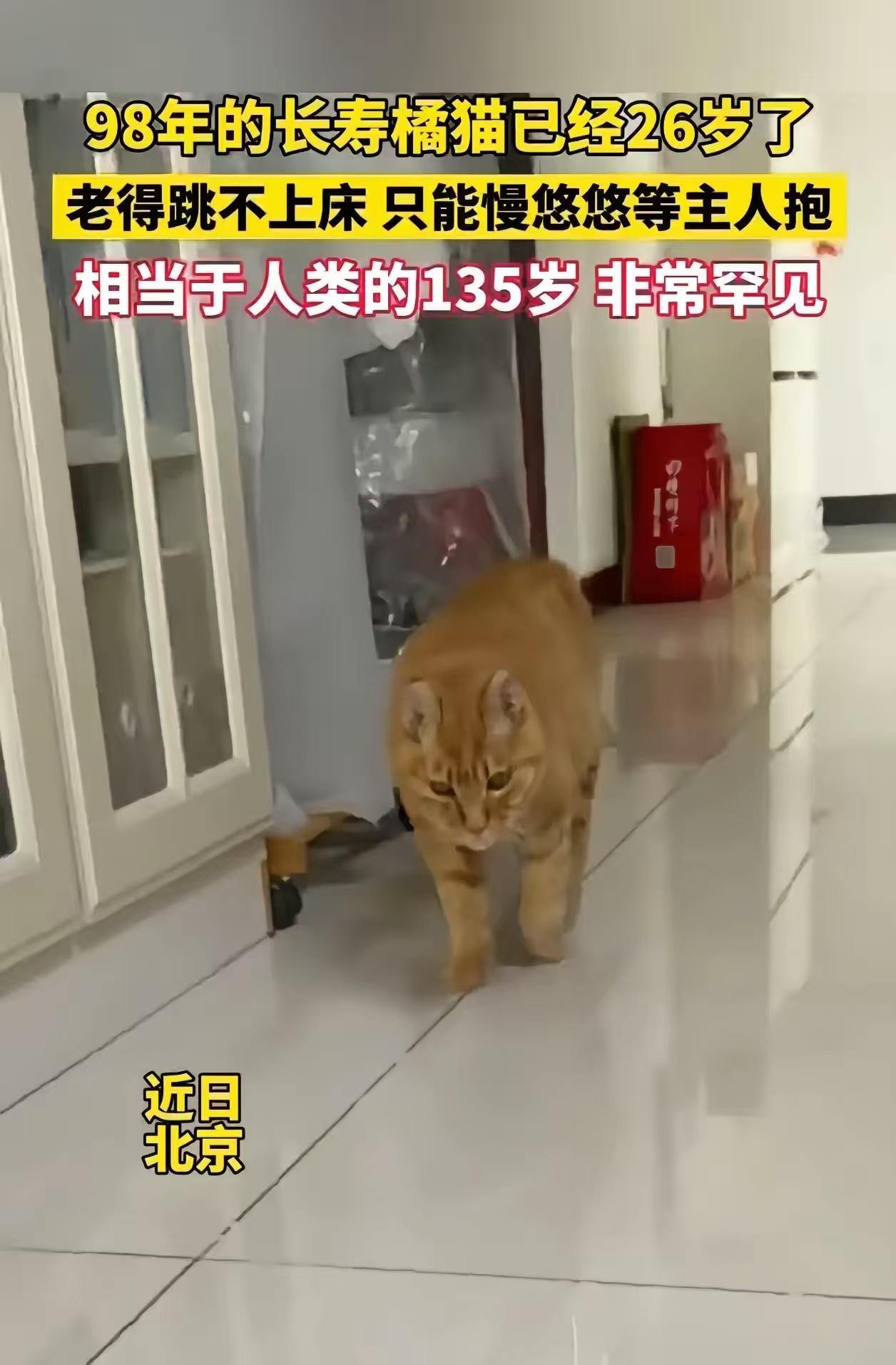 98年的北京橘猫26岁了，跳不上床只能等主人抱，换算成人135岁，猫界少见。